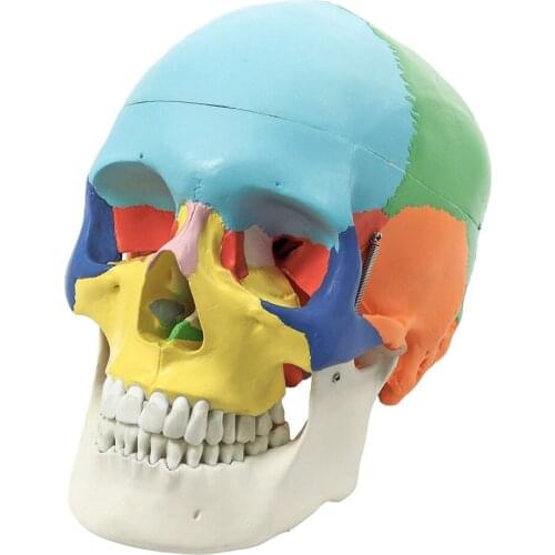 Life Size Colorful Human Skull Model Detachable Natural Skull Anatomical Model Teaching Skeleton Head Studying Teaching Supplies