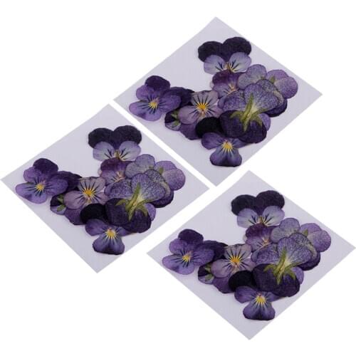 36 Pieces Real Violet Flower Dried Flowers Embellishments for DIY Phone Case Nail Art Decoration