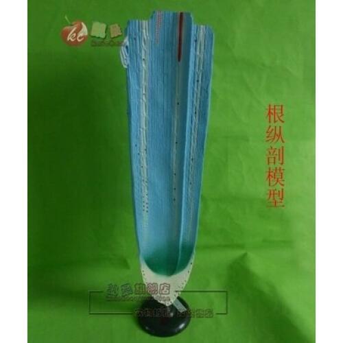 Biological botany Root longitudinal section model Teaching apparatus and experimental apparatus 50*20*17cm free shipping