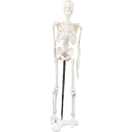 45CM Human Anatomical Anatomy Skeleton Model Medical Poster Medical Learn Aid Teaching Aid