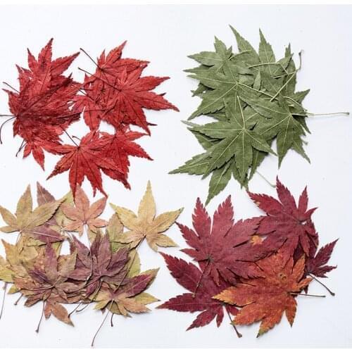 60pcs Pressed Dried Flower Maple Leaf Plants Herbarium For Nail Art Jewelry Bookmark Phone Case Invitation Card DIY