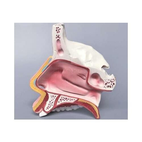 Nasal cavity anatomical model nose structure mold ENT medical teaching stereo facial micro plastic surgery
