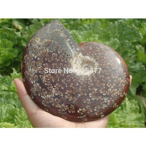 1000g Natural conch fossil specimens of Madagascar