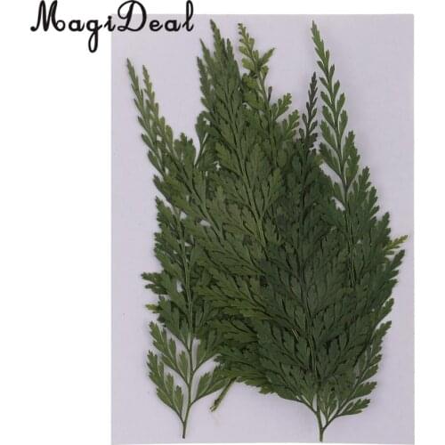 12pcs Real Pressed Fern Leaves Natural Dried Flowers for Art Craft Scrapbooking Card Making Resin Jewelry Craft DIY