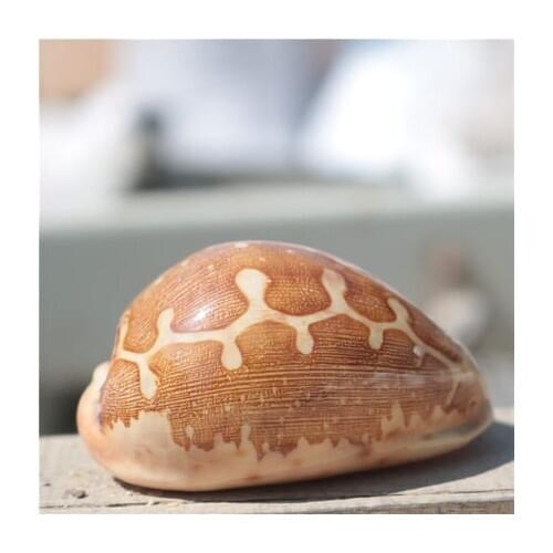 Natural conch shell map treasure snail collection specimen snail window design decoration creative gift shell