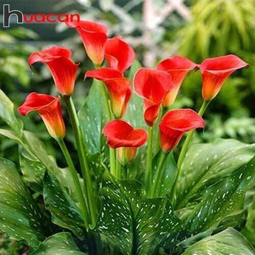 Huacan Diamond Painting 5D DIY Lily Full Square/Round Paint With Diamonds Embroidery Flower Home Decoration