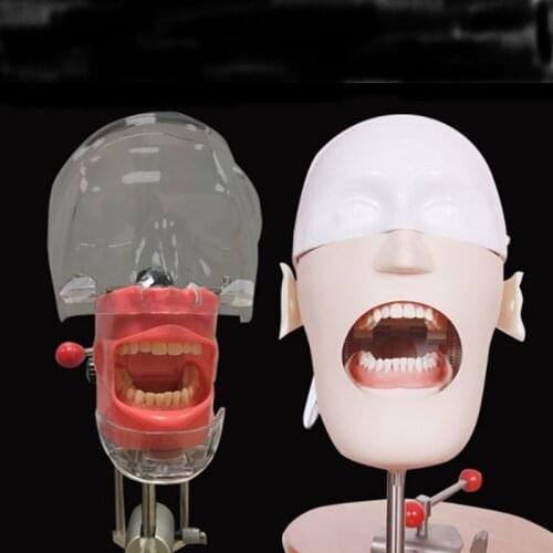 Newest Dental phantom head model Teaching skull model Tooth model teaching instrument Simple tooth preparation