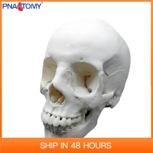 Free shipping 22 Parts 1:1 Life size Human Head Skull Anatomy Model Assembly Medical Teaching Supplied Educational Equipment