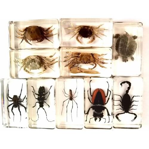10 pcs Charming Mixed Real scorpion crab spider Insect Taxidermy Embedding Vogue paperweight