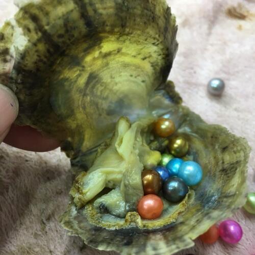 7-8MM Love Wish Round Akoya Pearl in Oyster with Vacuum-packed 20pcs Mix 27 Colors Single Pearl Akoya Oysters ABH660