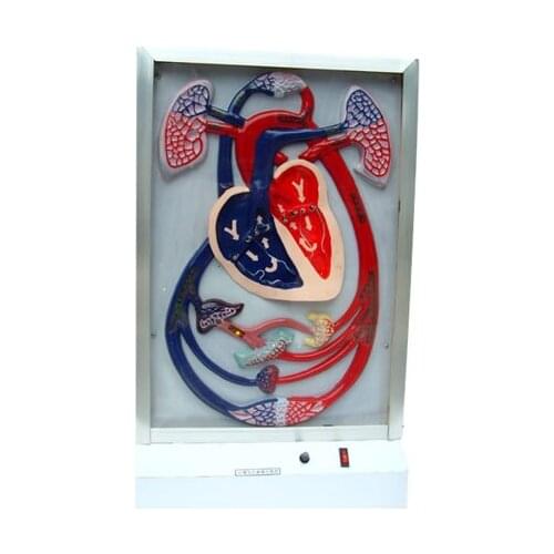 Human heart beat and blood circulation electric model medical teaching eudcational equipment
