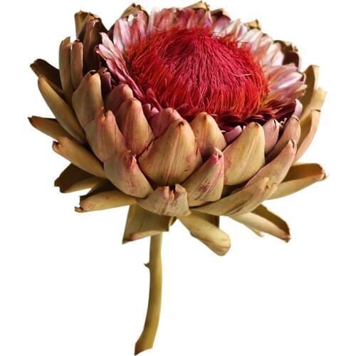 Dried Flowers Bouquet Everlasting Flower Party Decoration Home Centros De Mesa Para Boda Beauty Forever African Decor Christmas