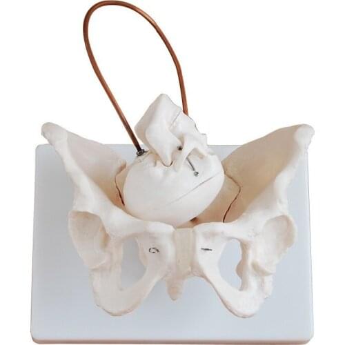 Women Pelvis skeleton model midwifery birthing process model demonstrates Obstetrics midwife training model