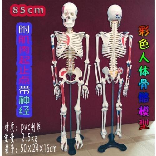 Wholesale Colorful human with muscle starting ending point neurology teaching model 85cm bone medicine body mannequins 1PC C005