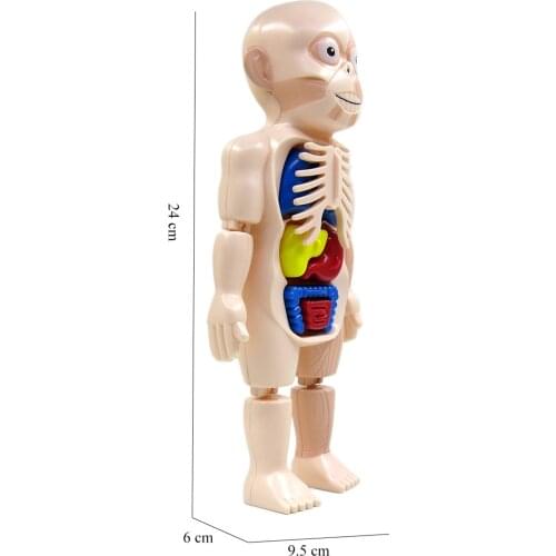 Human Body Anatomy Toys Laboratory Kits Body Organ Teaching Aids Scary Game