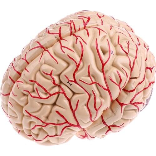 Advanced Realistic Anatomical Model Hand-assembly For Teaching