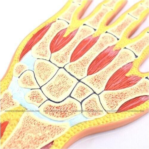 CMAM/12713 Hand Joint Section, Medical Extremities Anatomical Human Model