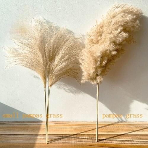 Real pampas grass decor natural dried flowers plants wedding flowers dry flower bouquet fluffy lovely for holiday home decor