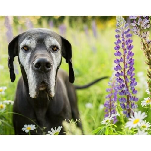 Diy Handwork 5D Diamond Mosaic DIY Diamond Painting Great Dane picture of Rhinestones Full Diamond Embroidery Sale Decor TY213