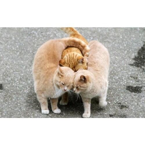 VON ASPHALT TRIO RED COLOR Laska cat Home Decoration Canvas Poster Print