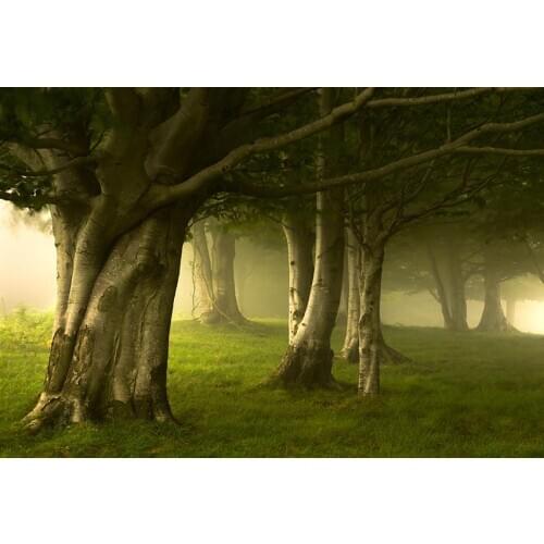 Foggy forest kid photo background vinyl fairyland animation Photography backdrop for photo Studio accessories photophone lv-1901