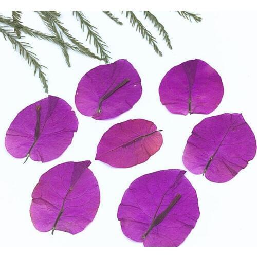 250pcs Pressed Dried Flower Bougainvillea glabra Filler For Epoxy Resin Pendant Necklace Jewelry Making Craft DIY Accessories