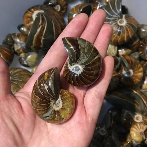 90-100g natural parrot conch beautiful fossil crystal shell fossil conch for gift reiki healing 1pcs