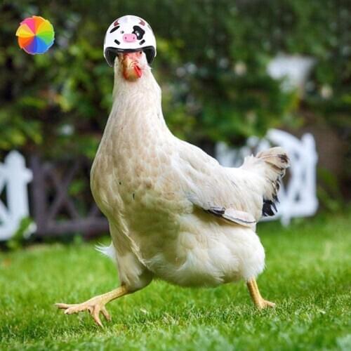 4/3/2/1Pcs Chicken Helmet For Pets Funny Protective Chicken Helmet Hen Chicken Hard Hat Bird Hat Hood XBFF