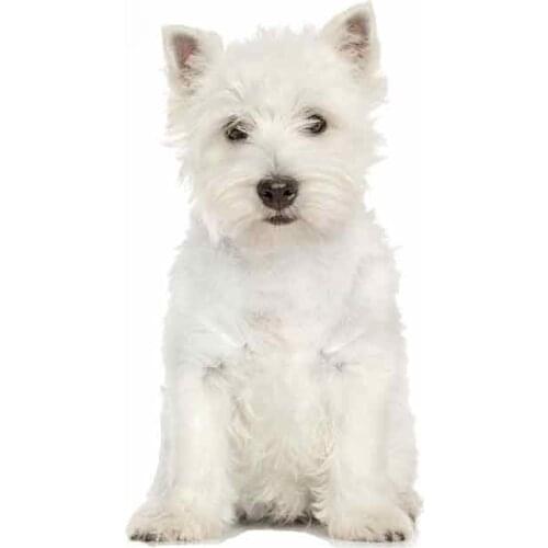White Westie Dog Vinyl Stickers West Highland Terrier Decal Sticker Funny Animal Car Stickers 13cm*7cm