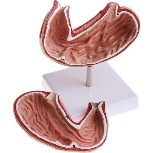 1:1 Lifesize Removable 2 Parts Human Stomach Structure Anatomical Model