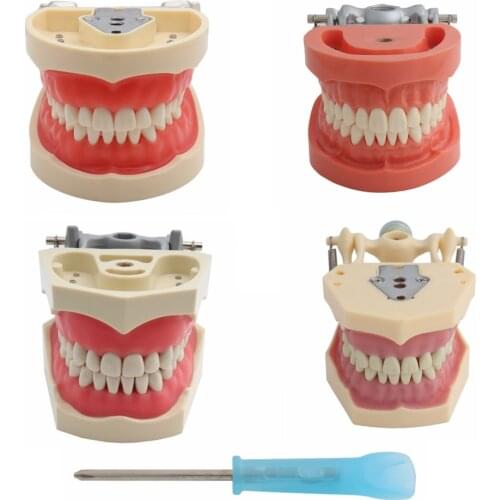 Dental Model Teeth Model Dental Removable Teaching Model Standard Model with 32 Screw-in Demonstration soft glue Teeth