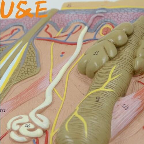 50-fold three-dimensional skin model skin structure anatomy cosmetic training AIDS