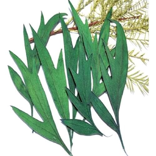 60pcs Pressed Dried Eucalyptus Leaves Flower Plant Herbarium For Jewelry Photo Frame Phone Case Bookmark Making DIY