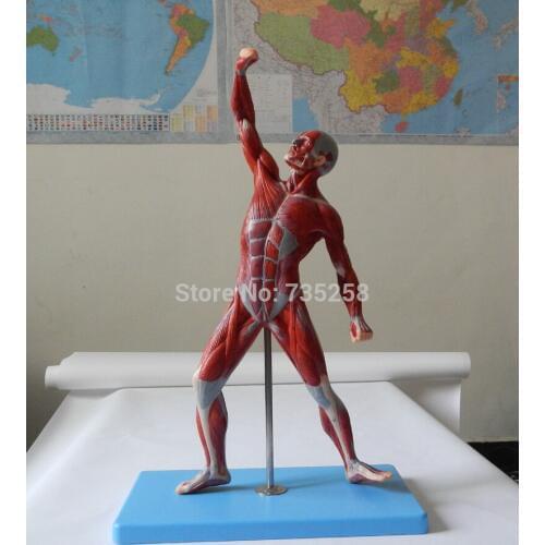 Muscles of Male,Human Body Muscle Movement Anatomy Model,Muscle Man Model