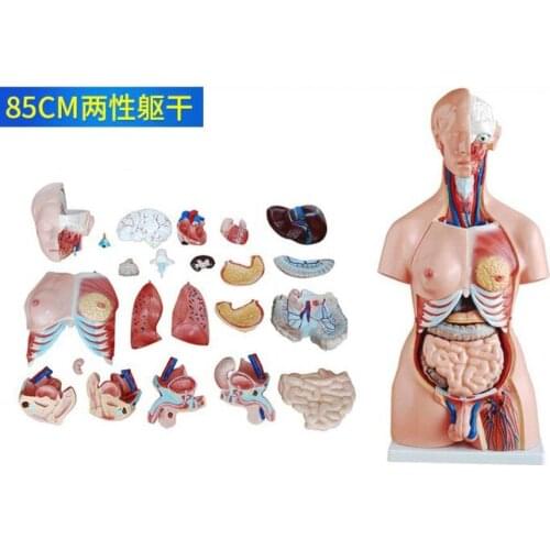 45cm/55cm/85cm Human torso anatomical model organs detachable medical teaching torso system structure model