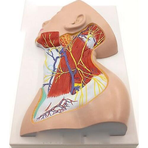 Human Neck Superficial Muscle Blood Vessel Nerve Model Anatomy Natural Life Size Medical Science