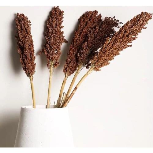 3pcs 10pcs Real Plant Sorghum Bunch Natural Dried Sorghum Flower Wedding Floral Home Decoration No Vase