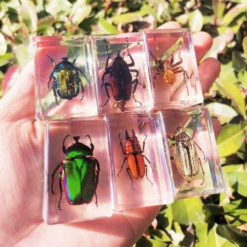 Beautiful Insect In Resin Animal Collection Paperweight for Office Desk for Men Women Biology Science Teacher Education Hot