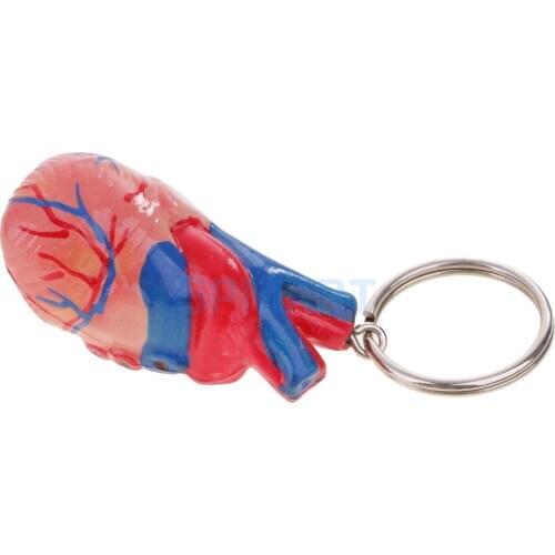 Mini Portable Human Heart Medical Model Keychain Decoration Portable Anatomy Teaching Learning Tool Halloween Toy Ornament