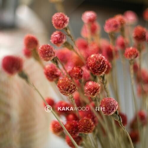 KKW Home Decoration Imported Natural Plant Dried Flower Dried Fruit Shell Handmade Special Flower Artificial Flower Qianrihong