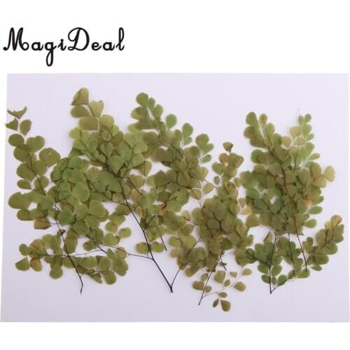 10pcs Natural Pressed Dried Flower Adiantum for DIY Arts Crafts Scrapbooking