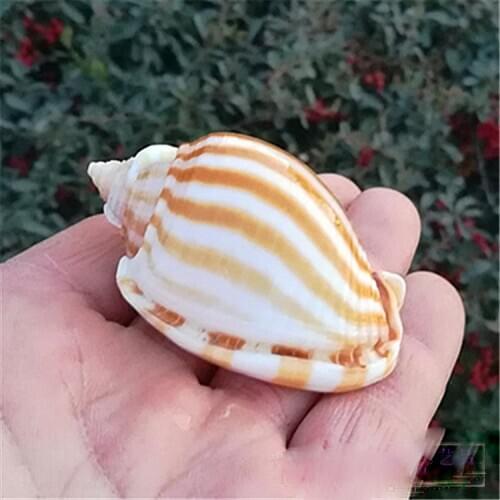 Natural Conch SeaShell Watermelon Conch Roll Shellfish Hermit Crab Replacement Fish Tank Aquarium Creative Landscape Decorati