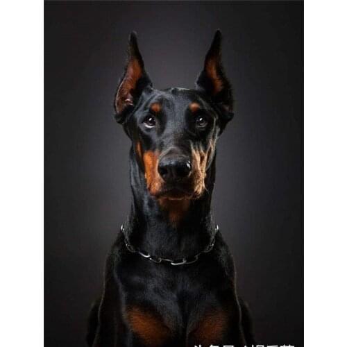 Animal Dog Doberman DIY 11CT Embroidery Cross Stitch Kits Needlework Craft Set Cotton Thread Printed Canvas Home Sale