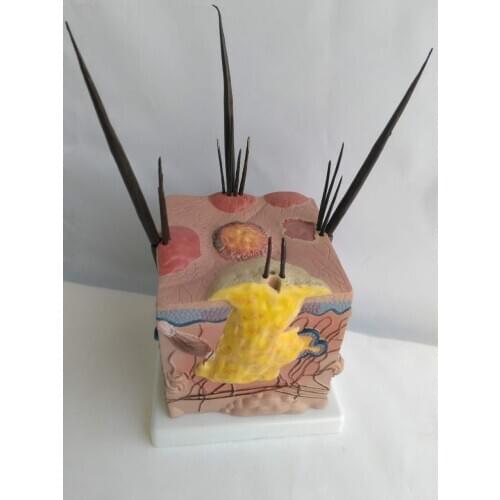 Dog skin anatomical model Dog skin pathology model Canine skin anatomy Veterinary Teaching Aids Animal Anatomy Model medical PVC