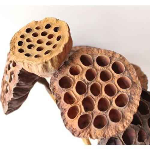 Package of 10 Mini Lotus Pod Heads For Crafting Hand Natural Dried Brown Lotus Pods No Stems