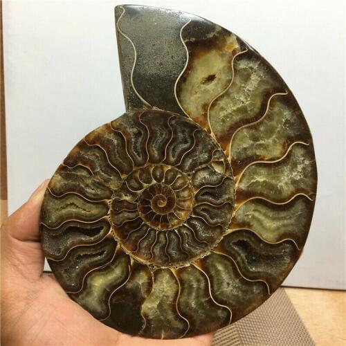 780g,140-150mm natural ammonite slice fossil conch crystal specimen healing 2PC