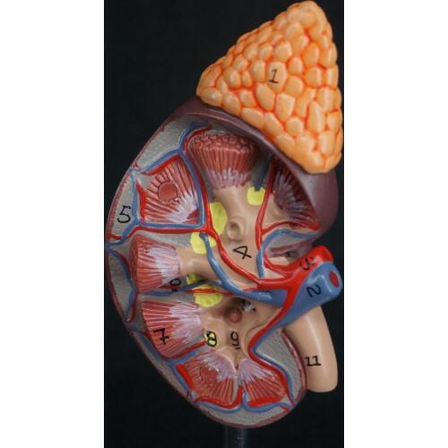Human Kidney with Adrenal Gland Anatomical Medical Model Urology Anatomy Natural Life Size Teaching Resources