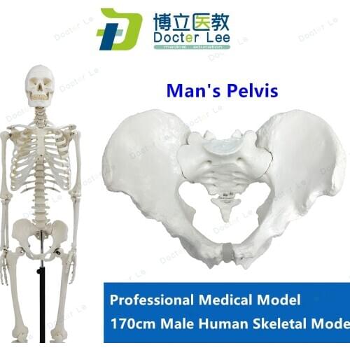 Medical standard for fine arts and medicine 170CM skeleton model of human .skeleton model