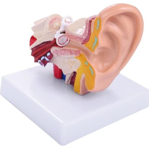 1.5 Times Human Ear Anatomy Model Showing Organs Structure Of the Central and External Ears Teaching Supplies
