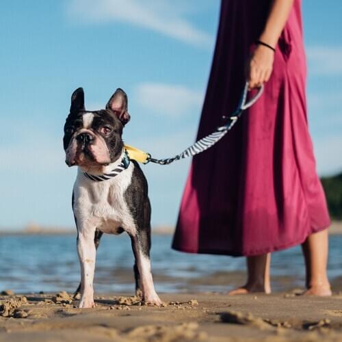 Pet Dog Cat Car Seat Belt Adjustable Harness Seatbelt Lead Leash for Small Medium Big Dogs French Bulldog Labrador Pet Supplies